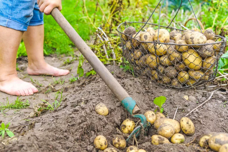 Kartoffelanbau im heimischen Garten