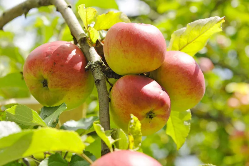 Äpfel pressen zu fruchtigem Apfelsaft